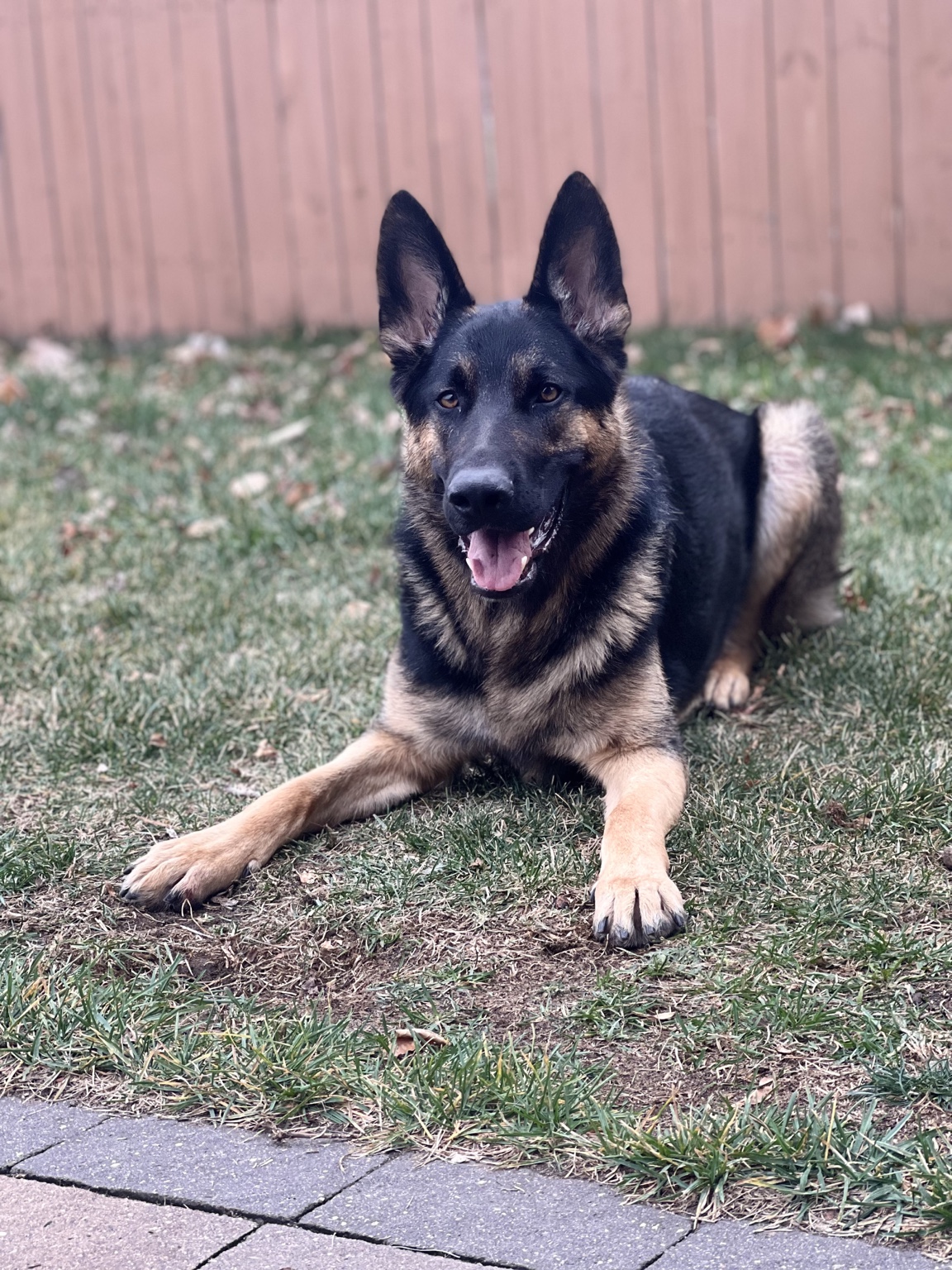 German Shepherd Denver relaxing in a clean Minnesota yard serviced by Yard Patrol